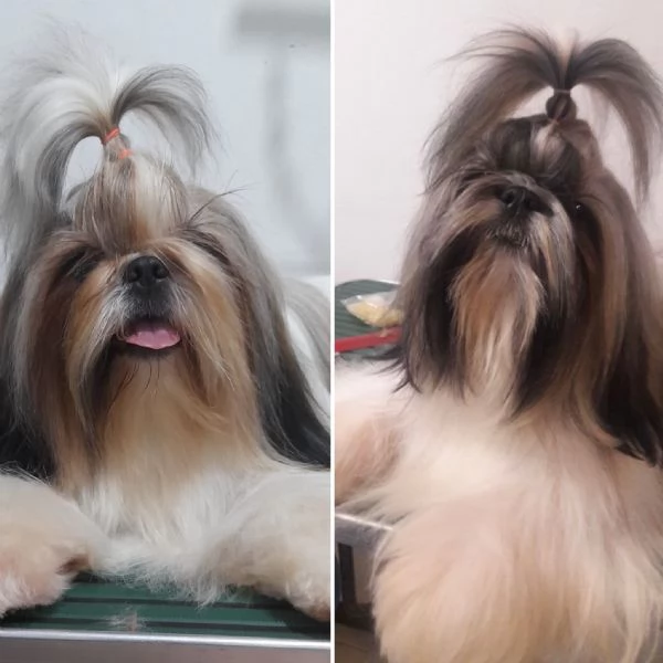 Shih Tzu