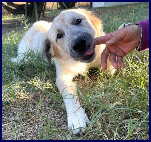 VICTORIA cucciolona meravigliosa non ha ancora trovato una mamma | Foto 0