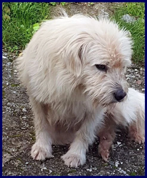 GRINGO simil terrierino vive in strada esposto ai pericoli | Foto 2