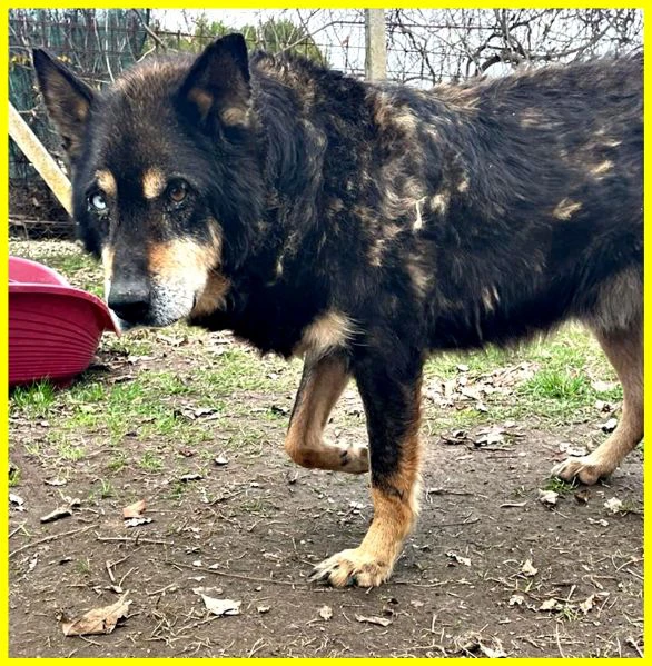 BASSO nonnino 14 anni recuperato da un canile cerca solo un po di pace | Foto 5