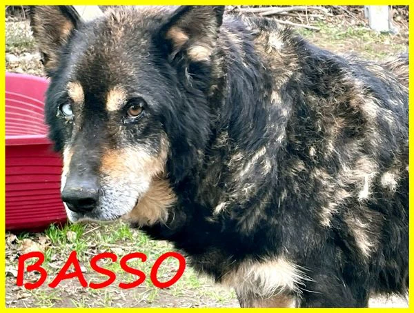 BASSO nonnino 14 anni recuperato da un canile cerca solo un po di pace