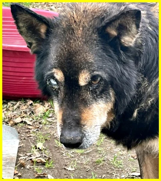 BASSO nonnino 14 anni recuperato da un canile cerca solo un po di pace | Foto 0