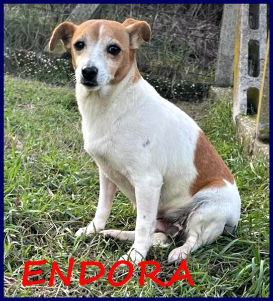 ENDORA tenera jack russel ha bisogno di una casa