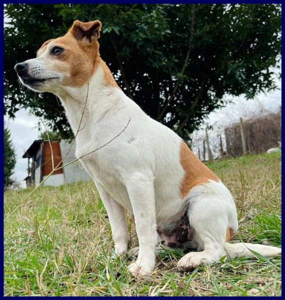 ENDORA tenera jack russel ha bisogno di una casa | Foto 4