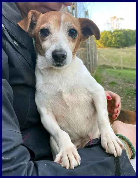 ENDORA tenera jack russel ha bisogno di una casa | Foto 2