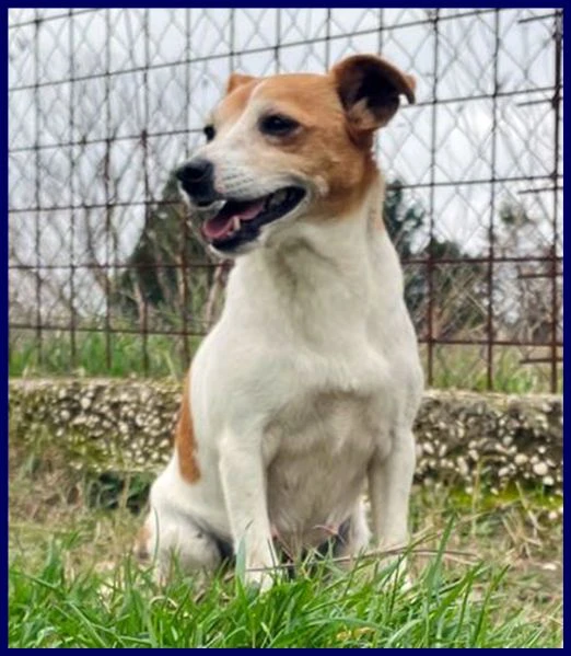 ENDORA tenera jack russel ha bisogno di una casa | Foto 0