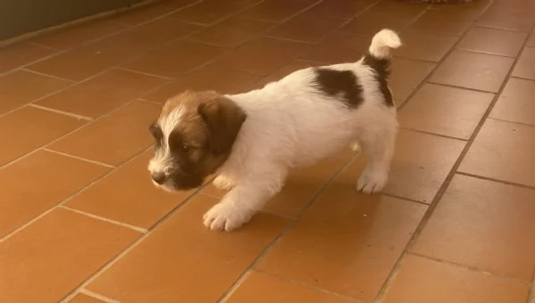 Jack russell terrier | Foto 0