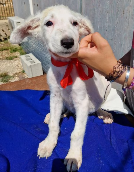 Cara mammaanchio ho un cuore uguale agli altri cuccioli | Foto 6