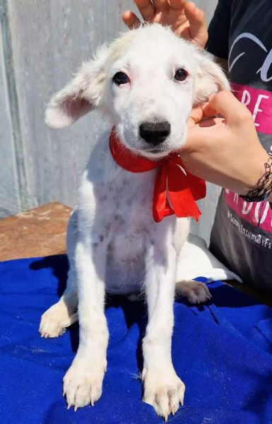 Cara mammaanchio ho un cuore uguale agli altri cuccioli | Foto 2