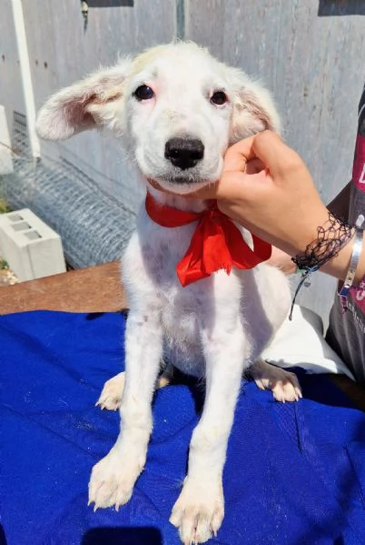 Cara mammaanchio ho un cuore uguale agli altri cuccioli | Foto 1