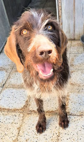 Fredgiovane spinone in canile