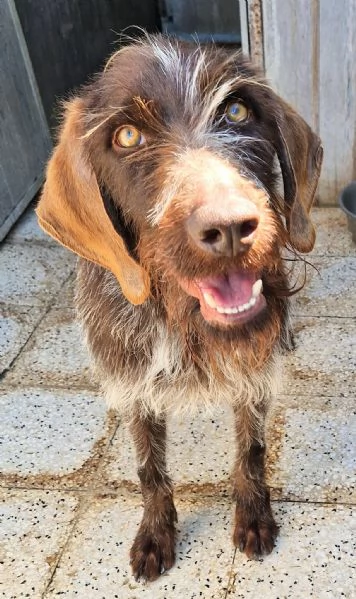 Fredgiovane spinone in canile | Foto 6