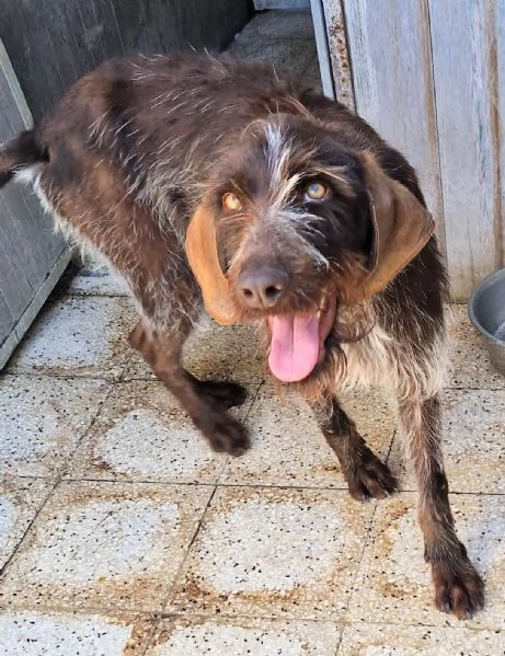 Fredgiovane spinone in canile | Foto 5