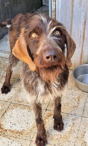 Fredgiovane spinone in canile | Foto 4