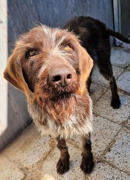 Fredgiovane spinone in canile | Foto 0