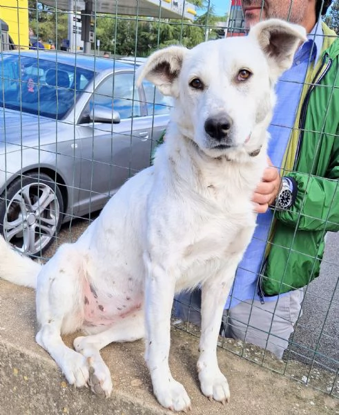 Emmaun cane speciale che nessuno vuole adottare | Foto 3