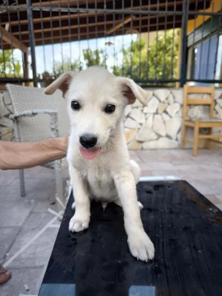 Thom e Yorke bellissimi cuccioli incrocio | Foto 4