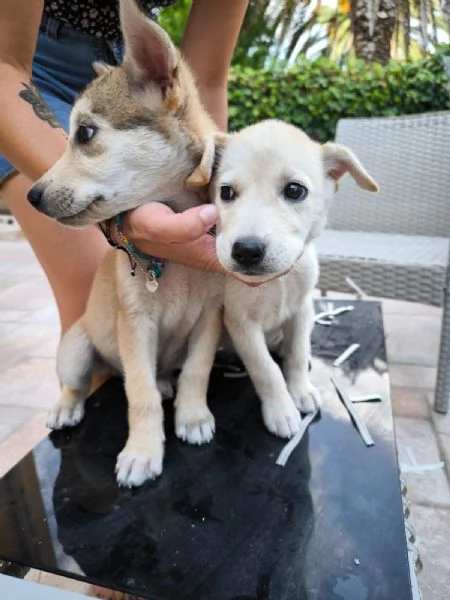 Thom e Yorke bellissimi cuccioli incrocio | Foto 1