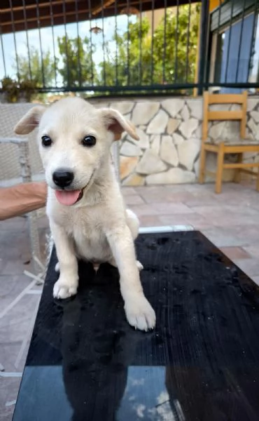 Thom e Yorke bellissimi cuccioli incrocio | Foto 0