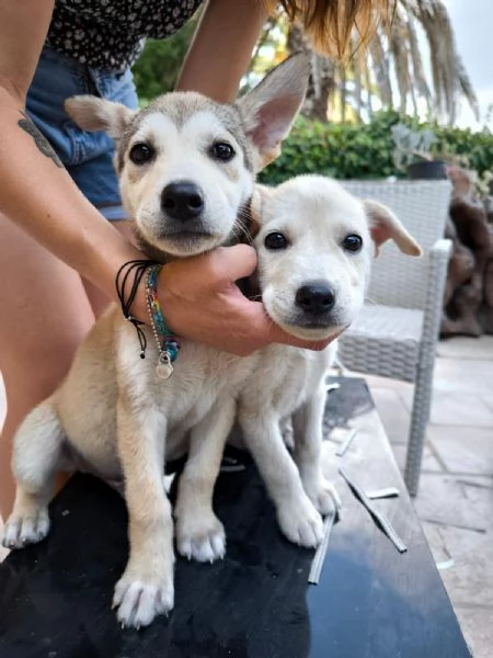 Cuccioli incrocio in adozione