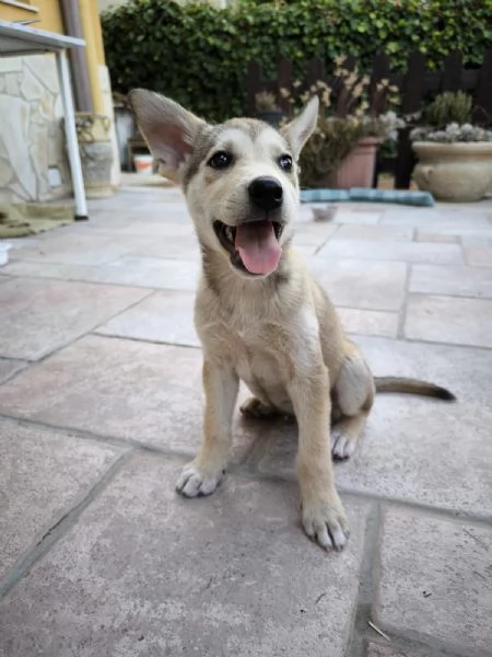 Bellissimi cuccioli incrocio