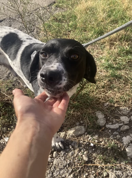 Hope bellissimo cucciolone beagle | Foto 0