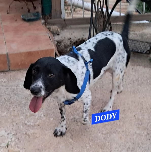 Dody beagle in attesa di famiglia | Foto 3