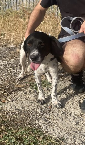 Hope beagle in adozione | Foto 1