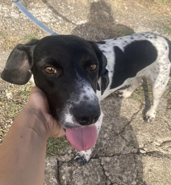 Beagle in cerca di coccole