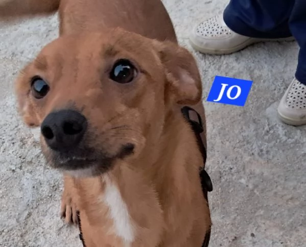 Jo incrocio pinscher 