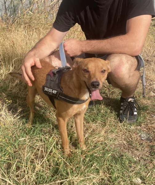 Bellissimo cagnolino taglia piccola | Foto 4