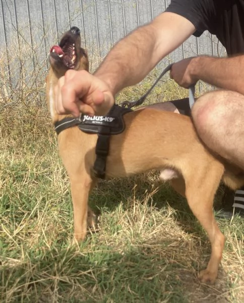 Bellissimo cagnolino taglia piccola | Foto 3