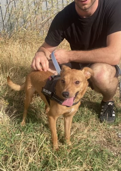 Bellissimo cagnolino taglia piccola