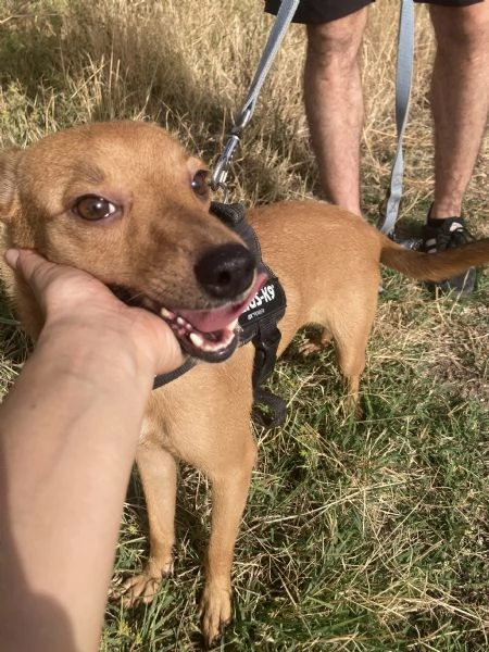 Bellissimo cagnolino taglia piccola | Foto 2