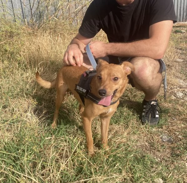 Bellissimo cagnolino taglia piccola | Foto 1