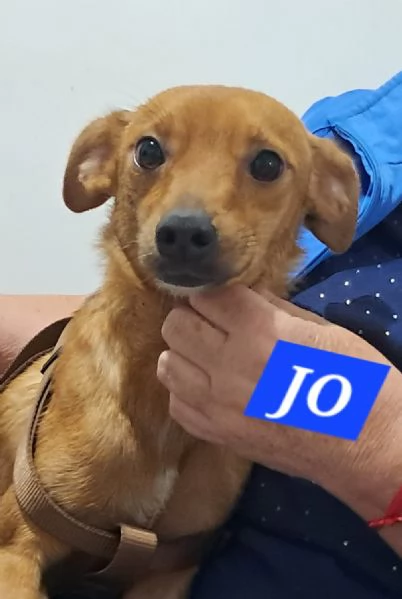 Jo bellissimo incrocio pinscher | Foto 1