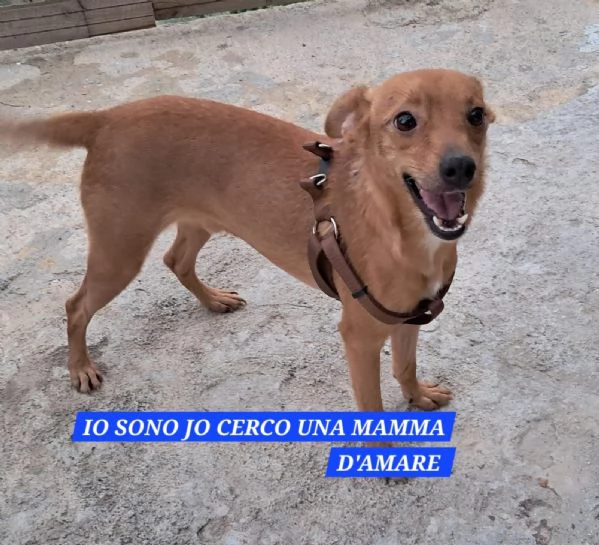 Jo bellissimo incrocio pinscher | Foto 0