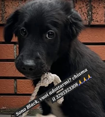 Black e Rocco cucciolotti in adozione | Foto 3