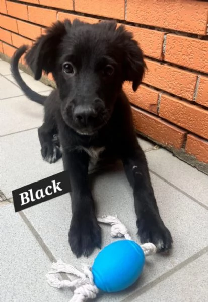 Black e Rocco cucciolotti in adozione