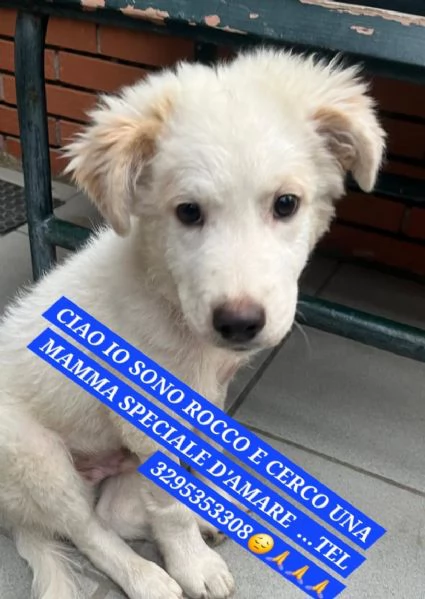 Black e Rocco cucciolotti in adozione | Foto 2