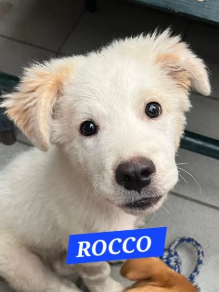 Black e Rocco cucciolotti in adozione | Foto 0