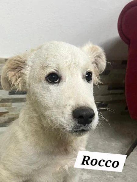 Rocco e Gabry stupendi cucciolotti | Foto 2