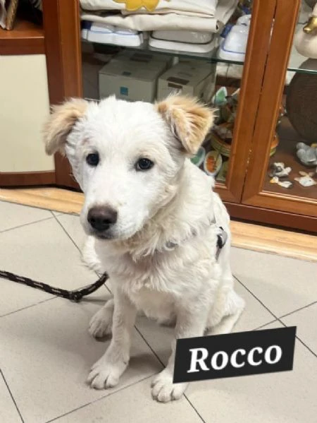 Rocco e Gabry bellissimi cuccioli | Foto 1