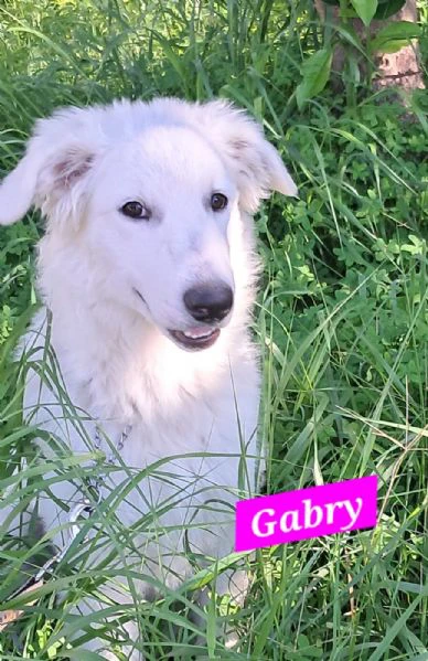 Rocco e Gabry bellissimi cuccioli | Foto 0