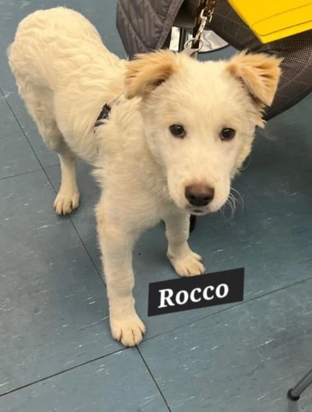 Rocco e Gabry bellissimi cuccioli