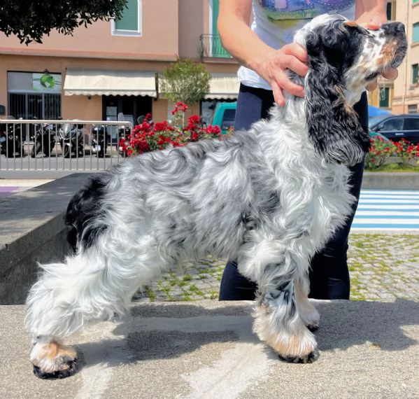 Cocker Spaniel Inglese Tricolore roano tan | Foto 6