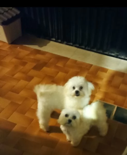 Maltese Toy