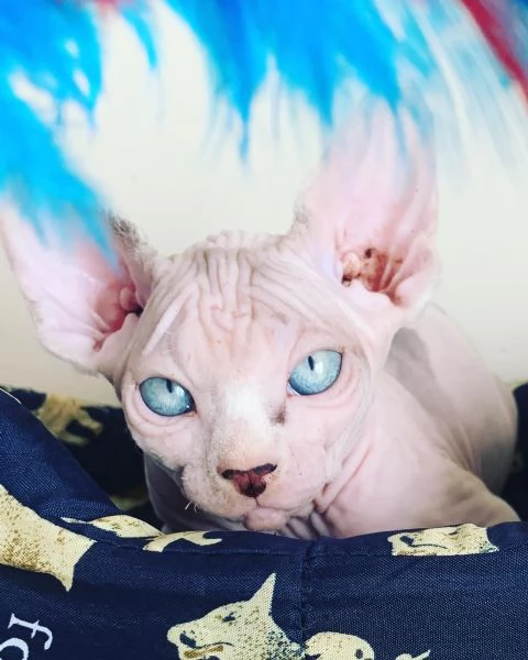 Canadian Sphynx cuccioli 