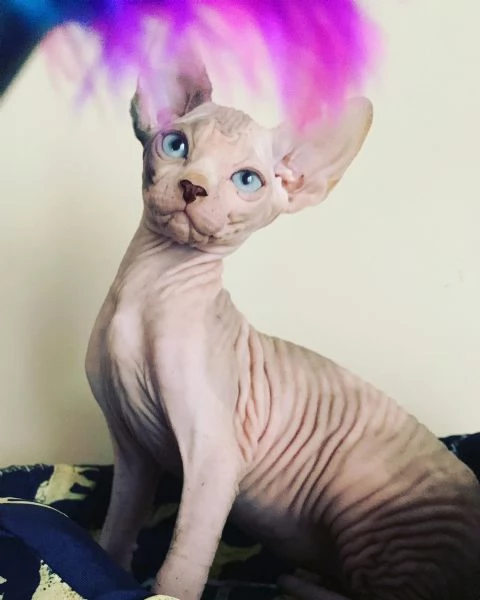 Canadian Sphynx cuccioli  | Foto 6