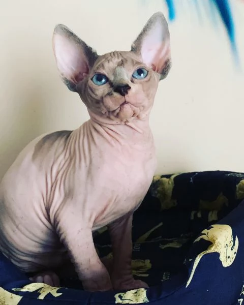 Canadian Sphynx cuccioli  | Foto 4